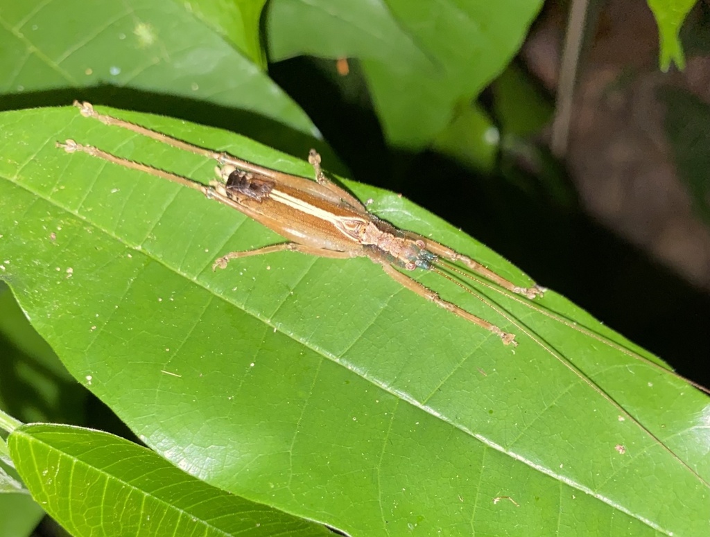 Teleutias tortus