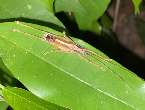 Teleutias tortus