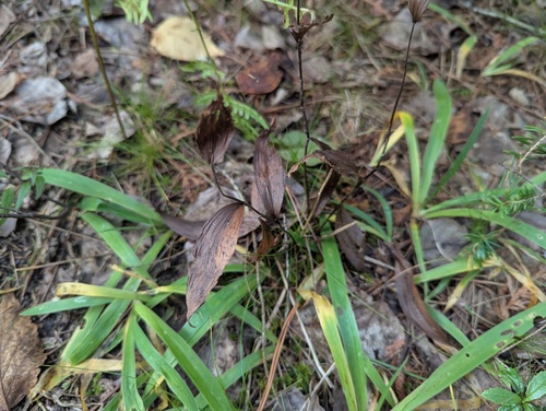 Ram's-head Lady's Slipper (Cypripedium arietinum)