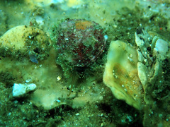 Haliotis coccoradiata