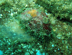 Haliotis coccoradiata