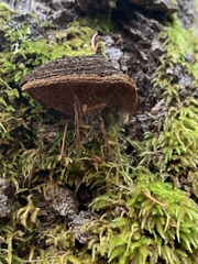 Porodaedalea
