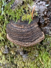 Porodaedalea