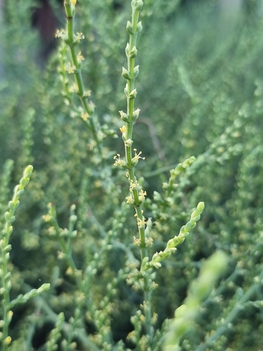 Soda stocksii