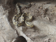 Crotalus culminatus