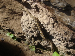 Crotalus culminatus