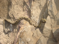 Crotalus culminatus