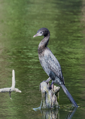 Microcarbo niger