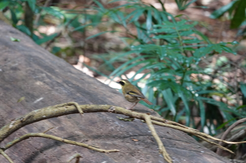 Yellow-throated Scrubwren (Neosericornis citreogularis), photo 7