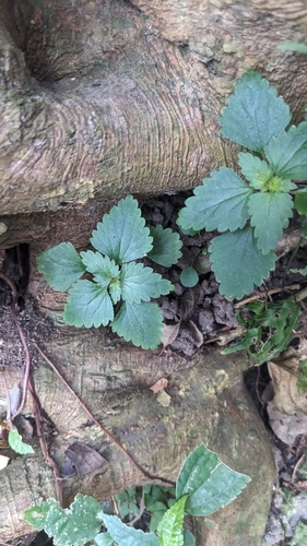 Serrate nanocnide (Nanocnide japonica)