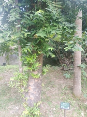 Agathis dammara