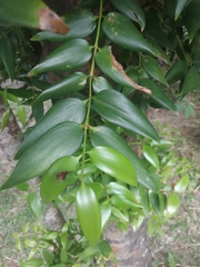 Agathis dammara