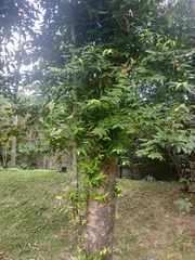 Agathis dammara