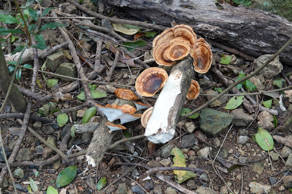 Microporus xanthopus · September 2025 · photo: © hatwise (iNaturalist, cc-by)