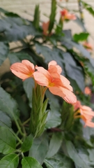 Crossandra infundibuliformis