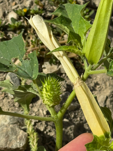 jimsonweed