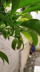 Artabotrys hexapetalus