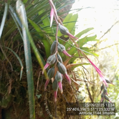 Billbergia nutans