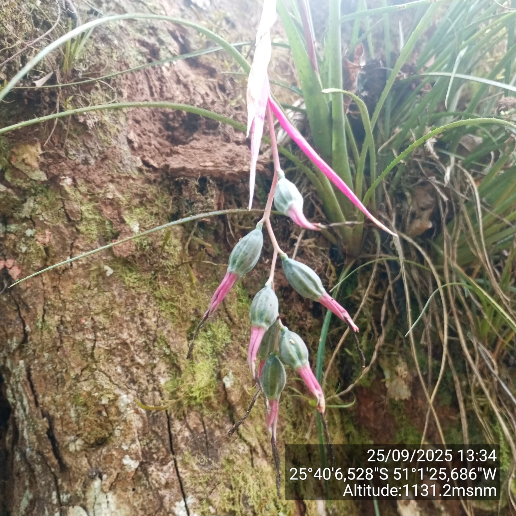 Billbergia nutans