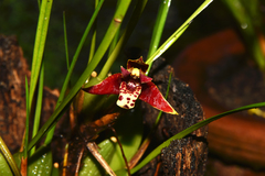 Maxillaria tenuifolia