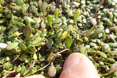 Goodenia radicans, photograph Arnim Littek, CC BY, iNaturalist via GBIF
