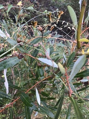 Neolasioptera convolvuli