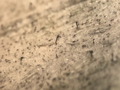 Chaenothecopsis savonica