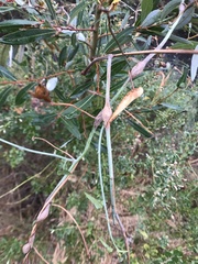 Neolasioptera convolvuli