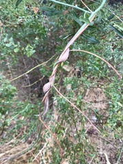 Neolasioptera convolvuli