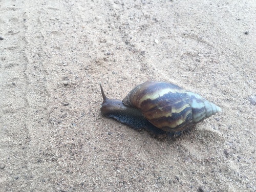African Giant Snail