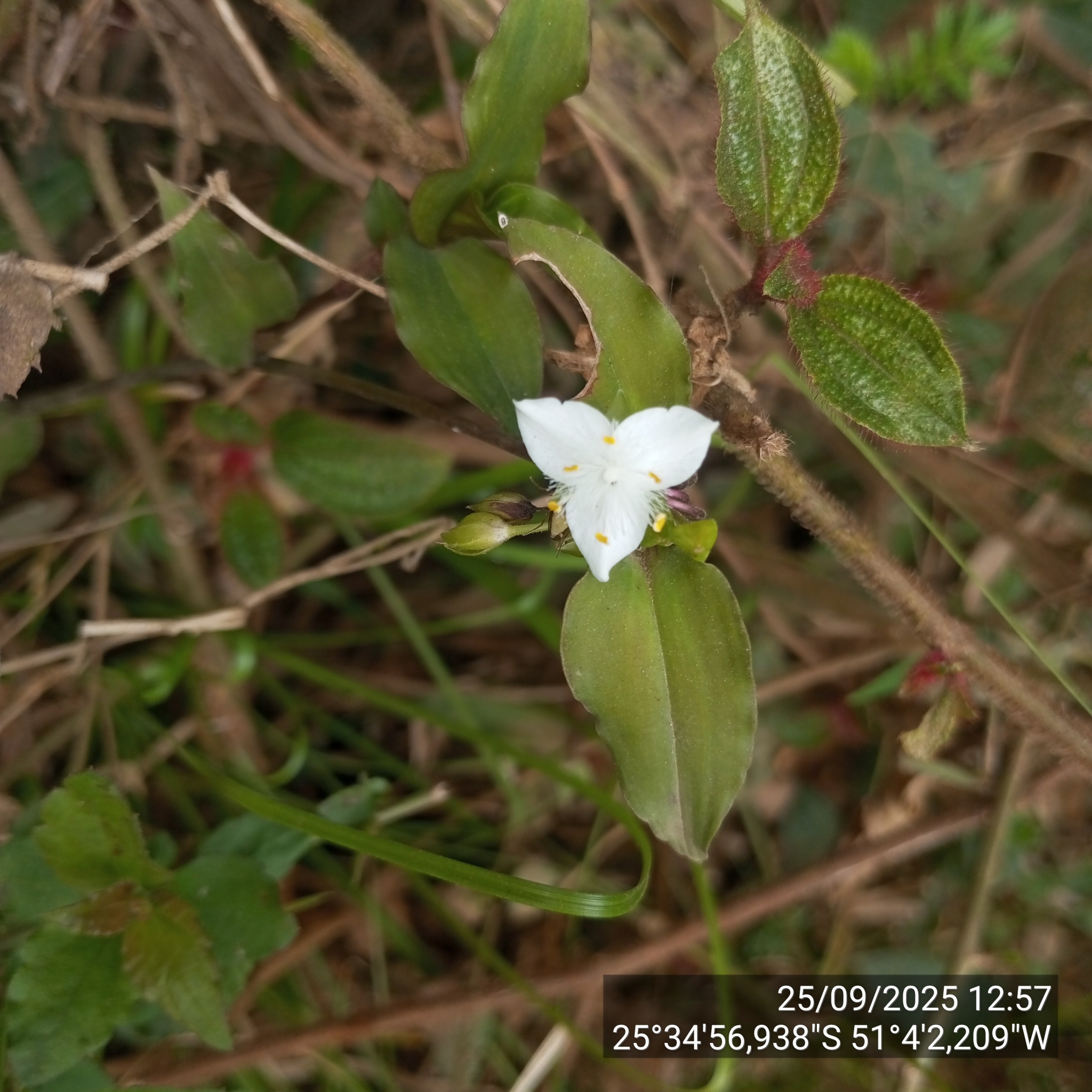 Tradescantia mundula