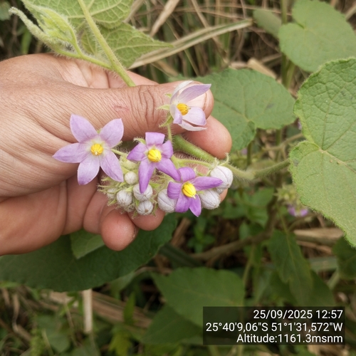 Solanum corymbiflorum, photograph 3