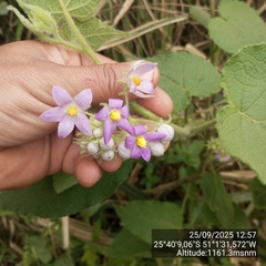 Solanum corymbiflorum, photograph (c) Paulo C. O. Cunha, some rights reserved (CC BY)