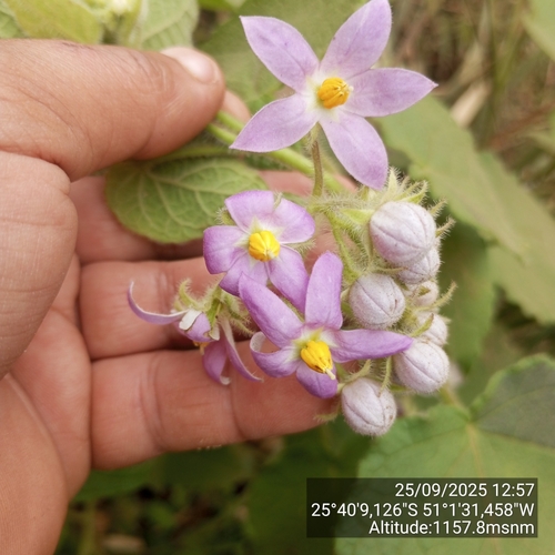Solanum corymbiflorum, photograph 4