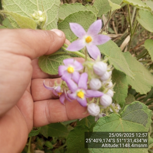Solanum corymbiflorum, photograph 5