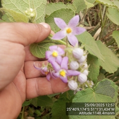 Solanum corymbiflorum, photograph (c) Paulo C. O. Cunha, some rights reserved (CC BY)