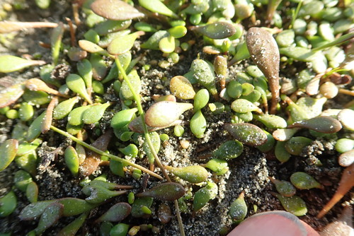 Goodenia radicans, photograph 6