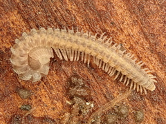 Nematophora