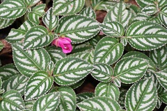 Impatiens marianae, photograph (c) Cole Wolf, some rights reserved (CC BY)