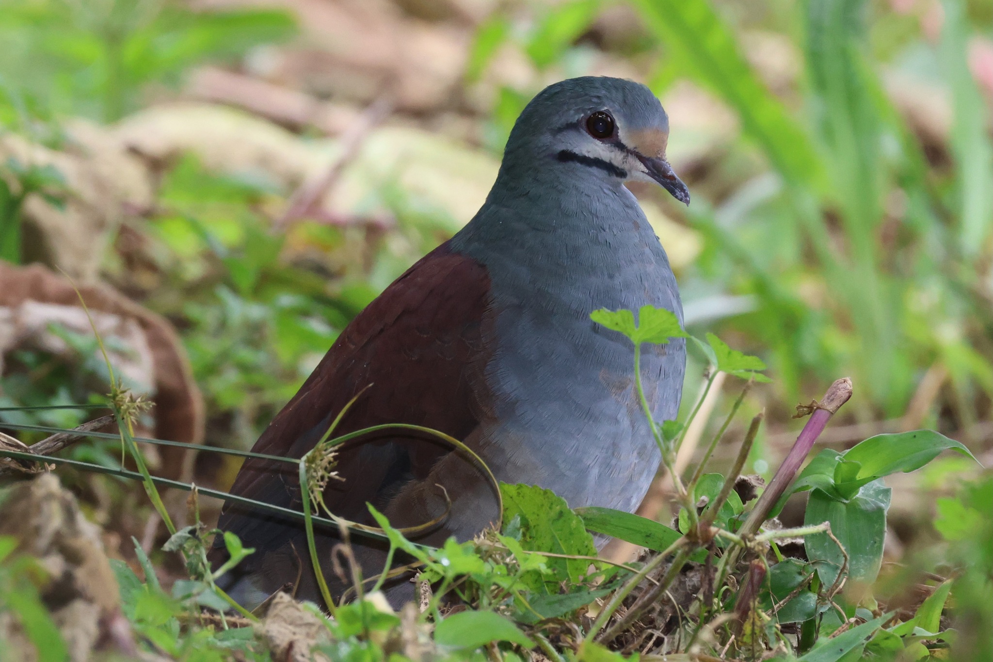 Buff-fronted Quail-Dove (Zentrygon costaricensis), photo 8