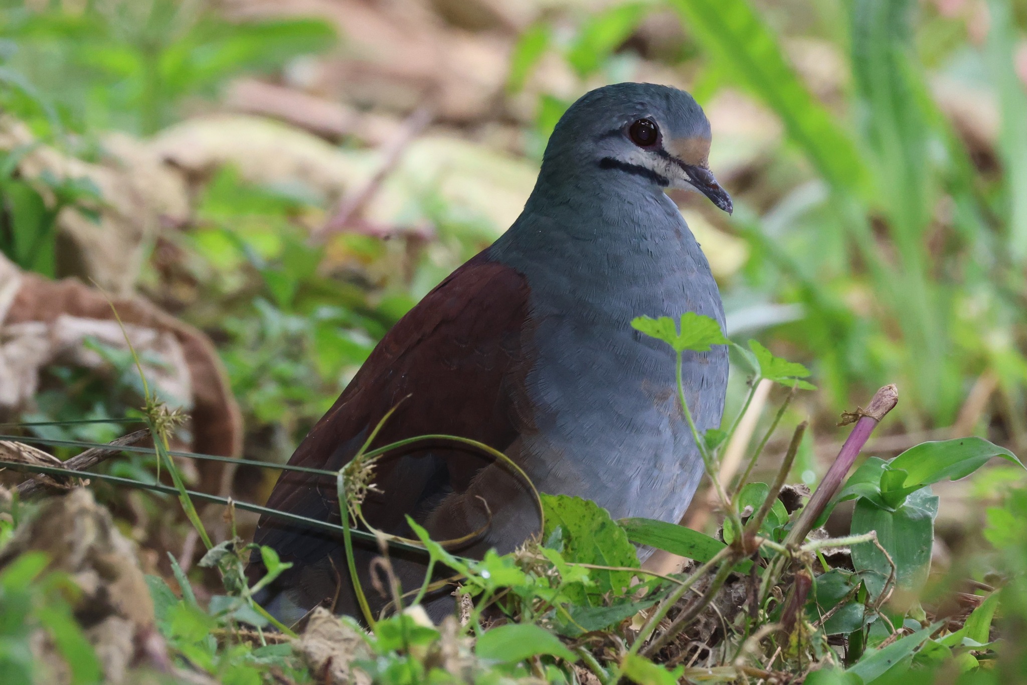 Buff-fronted Quail-Dove (Zentrygon costaricensis), photo 7