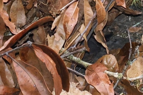 Silvery-fronted Tapaculo (Scytalopus argentifrons), photo 9