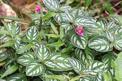 Impatiens marianae, photograph (c) Cole Wolf, some rights reserved (CC BY)