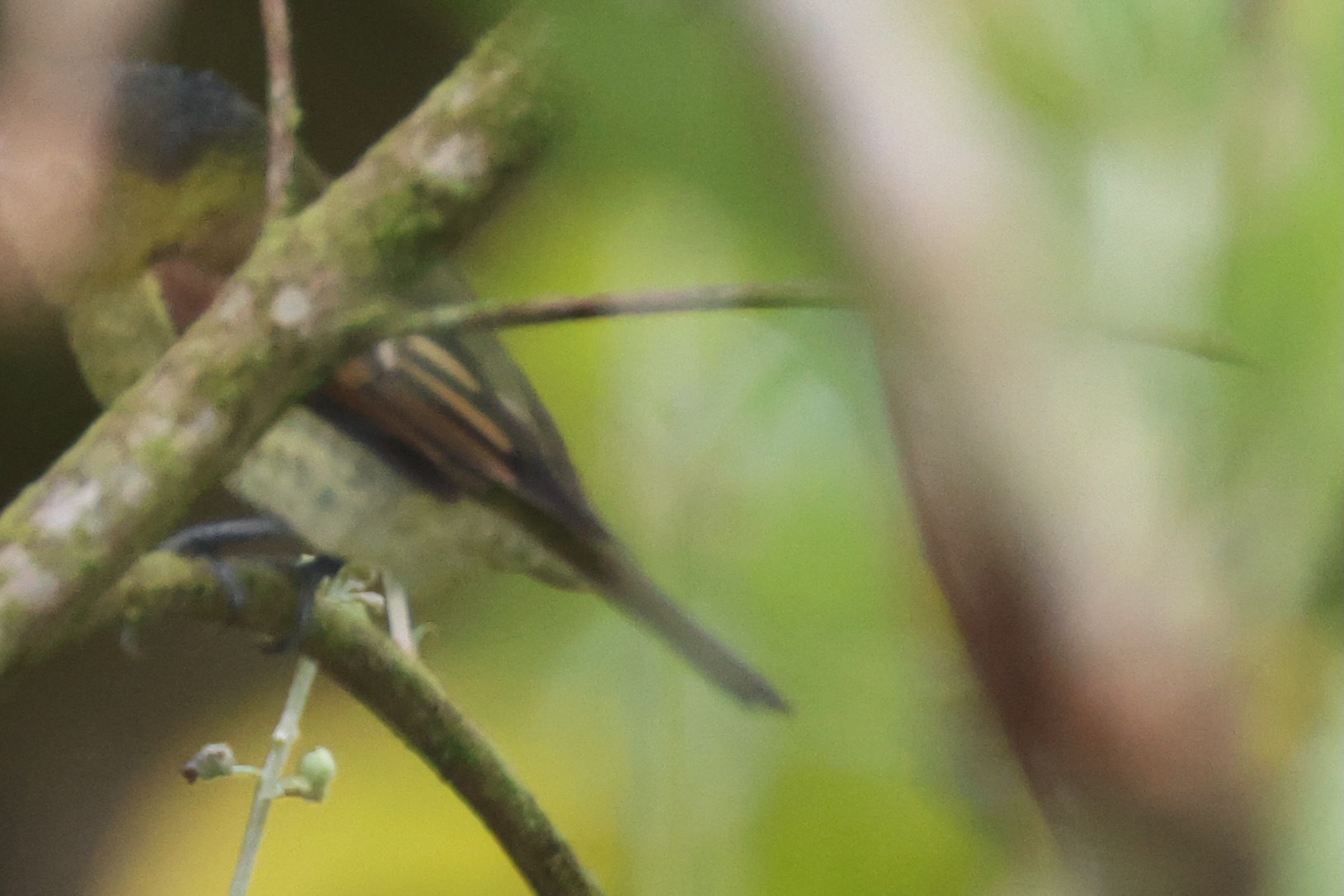 Barred Becard (Pachyramphus versicolor), photo 9