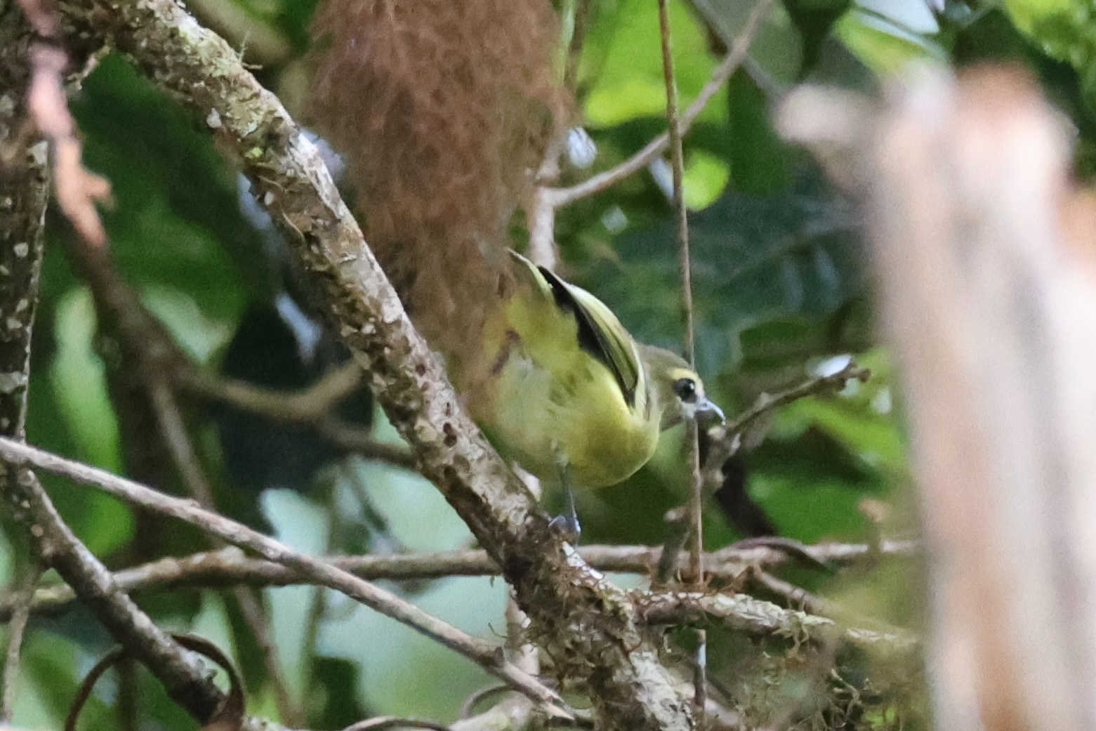 Yellow-winged Vireo (Vireo carmioli), photo 7