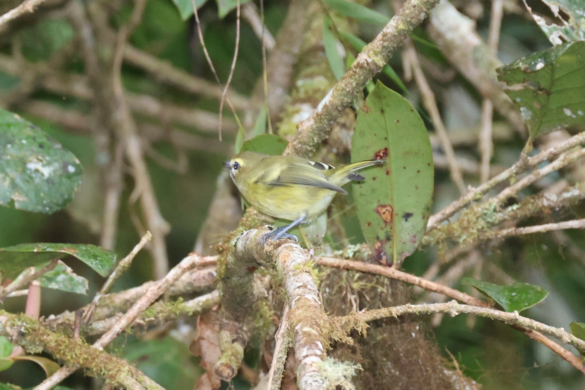 Yellow-winged Vireo (Vireo carmioli), photo 6