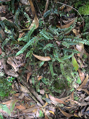 Asplenium hobdyi observed 2025-09-24