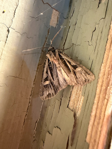 Dingy Cutworm Moth (Feltia jaculifera)