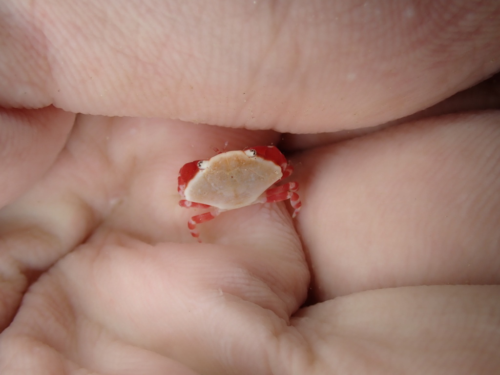 Liomera tristis