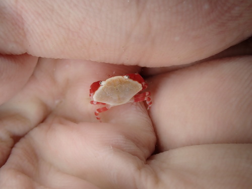 Liomera tristis